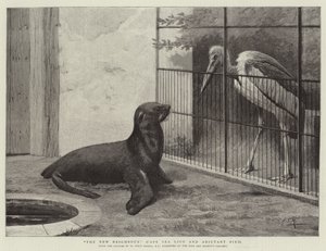 Il Nuovo Vicino, Leone Marino del Capo e Uccello Aiutante